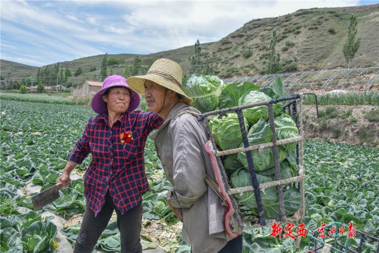蔬菜种植户蒋发荣正在收获早熟甘蓝