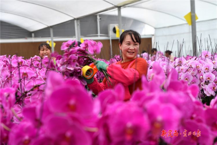 图为渭源县五竹镇蝴蝶兰繁育车间，乡亲们在党员致富带头人领办的花卉农民专业合作社务工，每年增收3万元左右。本报记者 吴鲁 摄