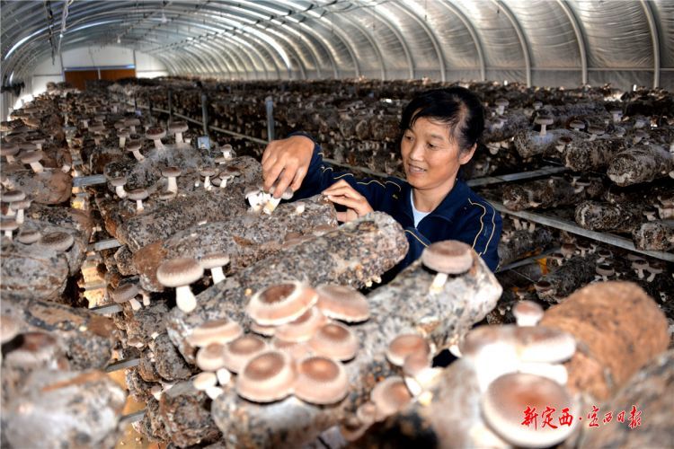 陇西县菜子镇牟河村香姑种植成为村集体经济增收的“铁杆庄稼”。新定西·定西日报记者 张爱平 摄