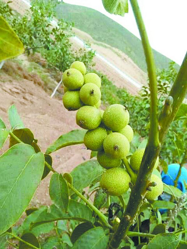 5万多株核桃开始挂果